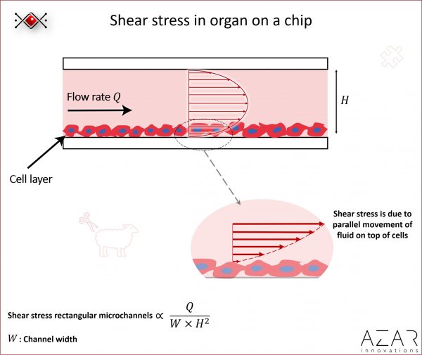 organ on a chip, tissue chip, micropysiological systems, mps, microfluidics, in vitro, consulting, azar innovations, shear stress, mechano transduction, flow